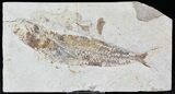 Cretaceous Fossil Fish (Scombroclupea) - Lebanon #24120-1